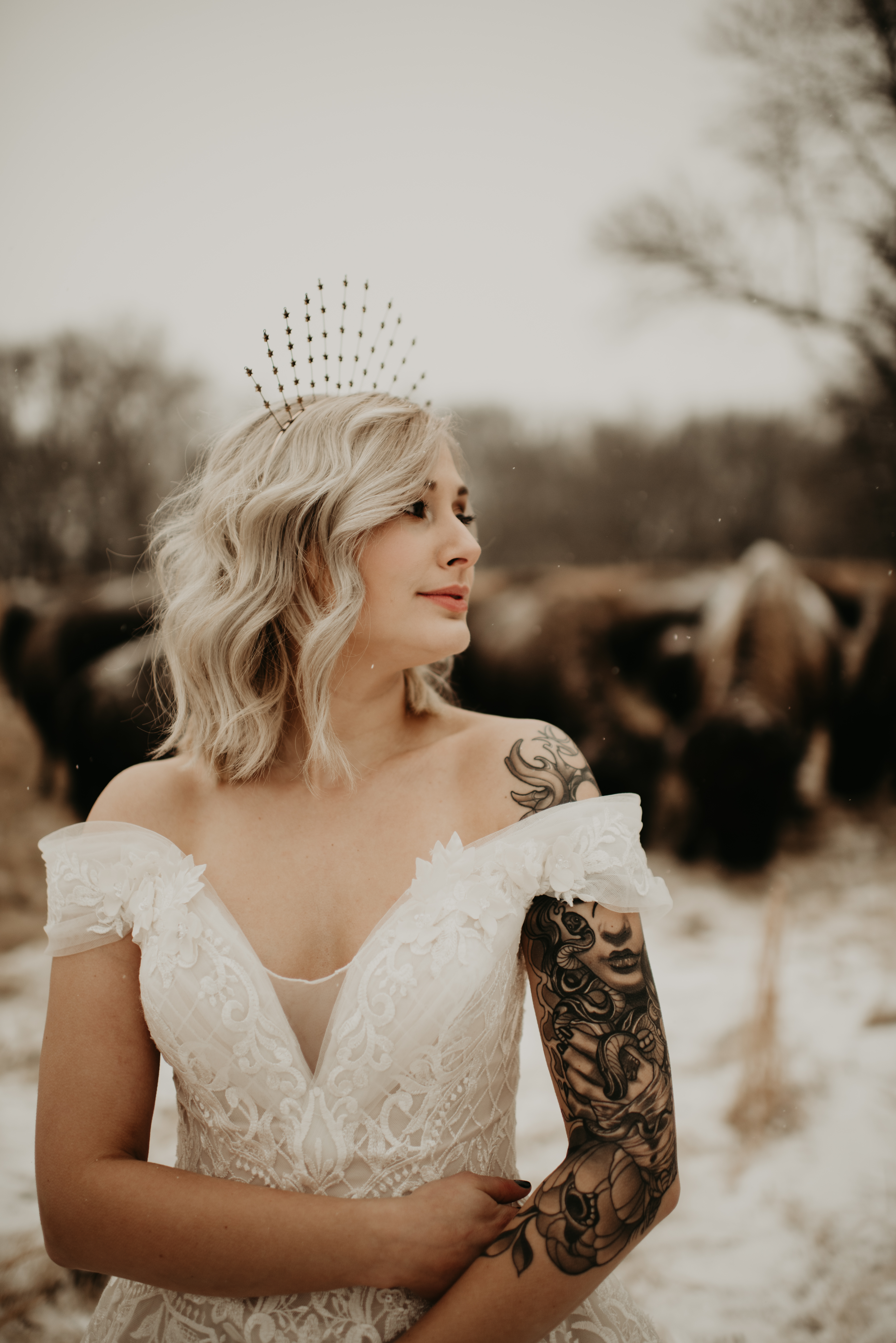 Snowy Majestic Midwest Bohemian Buffalo Photoshoot. Desktop Image
